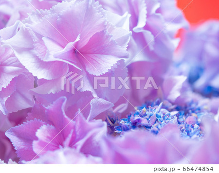 ガクアジサイ「巡恋花」 ガクアジサイ「巡恋花」 66474854