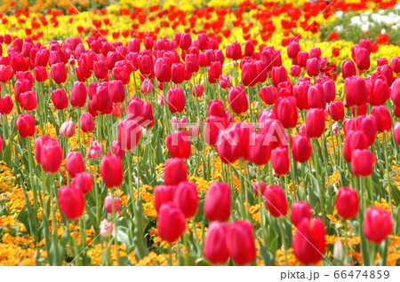 明るく元気になれる花 66474859