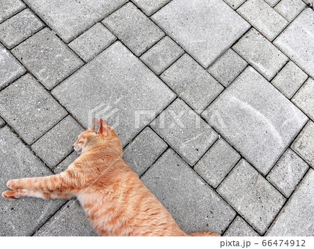 石畳で「茶トラの猫」が昼寝する様子 石畳で「茶トラの猫」が昼寝する様子 66474912