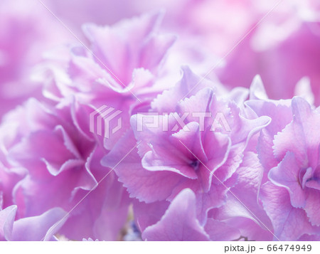 ガクアジサイ「巡恋花」 ガクアジサイ「巡恋花」 66474949