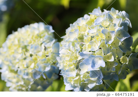 紫陽花2568 66475191