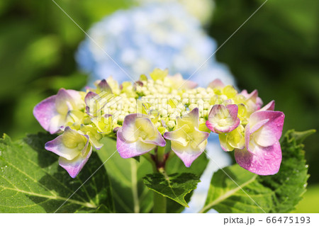 紫陽花2560 紫陽花2560 66475193