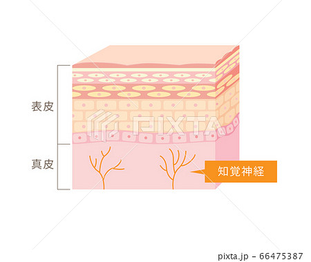 皮膚の説明用断面図のイラスト素材