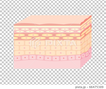 皮膚截面圖 皮膚截面圖 66475389