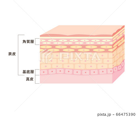 皮膚の説明用断面図 66475390