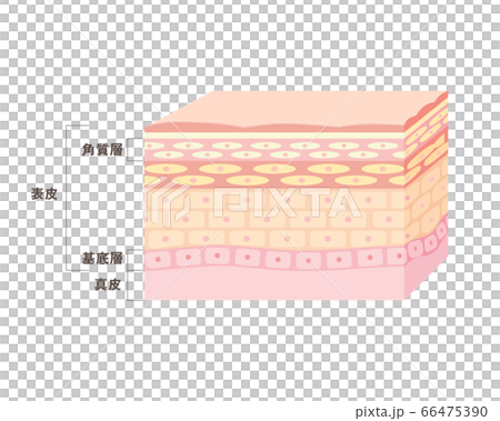 皮膚の説明用断面図 66475390