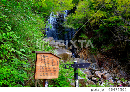 飛龍の滝・自然探勝歩道・神奈川・箱根町・旧展望台から眺める、飛ぶ龍に見える水しぶき（１） 66475592