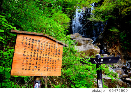 飛龍の滝・自然探勝歩道・神奈川・箱根町・旧展望台に設置された説明板と、激しく流れ落ちる水流（２） 66475609
