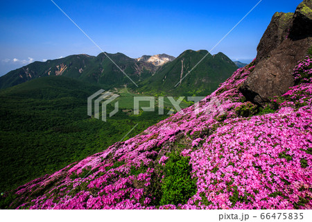 《大分県 九重連山》 平治岳のミヤマキリシマと坊がつると三股山 《大分県 九重連山》 平治岳のミヤマキリシマと坊がつると三股山 66475835