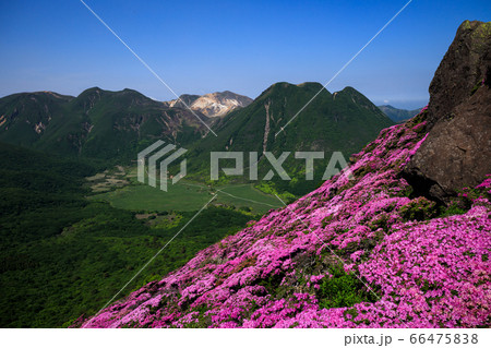 《大分県 九重連山》 平治岳のミヤマキリシマと坊がつると三股山 《大分県 九重連山》 平治岳のミヤマキリシマと坊がつると三股山 66475838