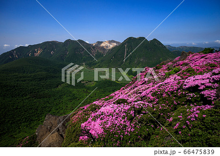 《大分県 九重連山》 平治岳のミヤマキリシマと坊がつると三股山 《大分県 九重連山》 平治岳のミヤマキリシマと坊がつると三股山 66475839