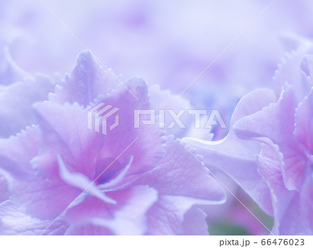 ガクアジサイ「巡恋花」 66476023