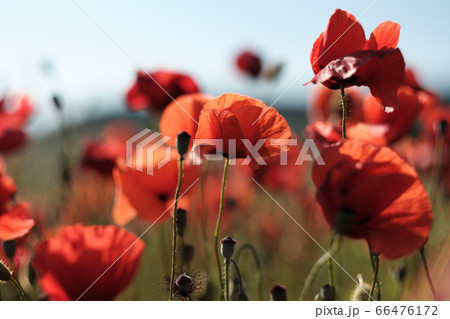 Beautiful field of red poppies in the sunset 66476172