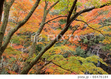 もみじの紅葉 伊豆 修善寺 雄飛滝付近 もみじの紅葉 伊豆 修善寺 雄飛滝付近 66476184