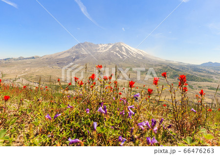The flowers with mt. St. Hellens on the background The flowers with mt. St. Hellens on the background 66476263