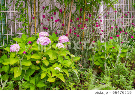 スイセンノウが咲く花壇 66476519