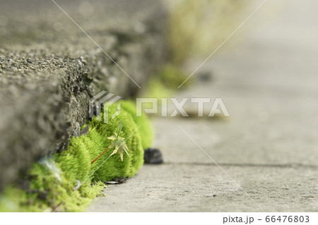 苔とモミジ 66476803