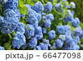あじさい 66477098