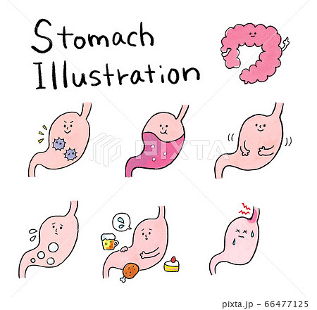胃腸のイラストのイラスト素材