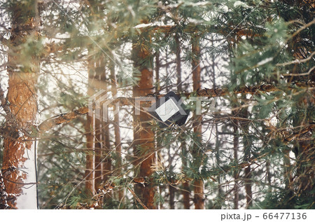 Tree-mounted led spotlight on the pine branch in the winter pine forest 66477136