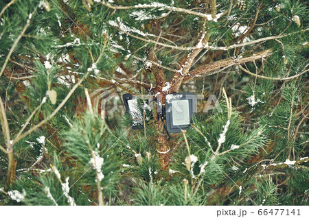 Tree-mounted led spotlight on the pine branch in the winter pine forest 66477141