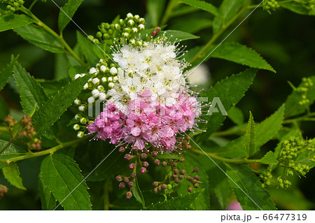 シモツケの花 66477319