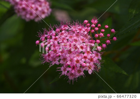 シモツケの花 シモツケの花 66477320