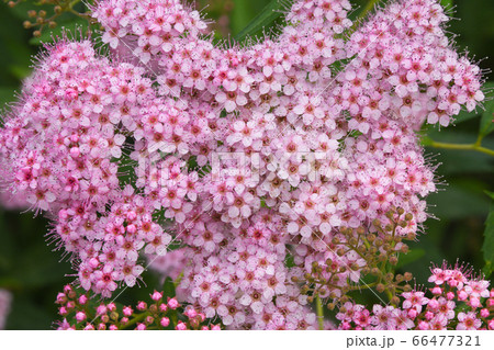 シモツケの花 66477321