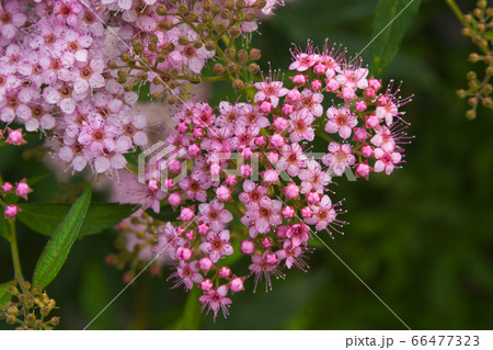 シモツケの花 66477323