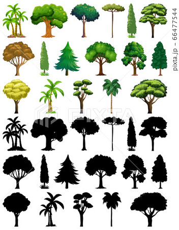Set of plant and tree with its silhouette 66477544