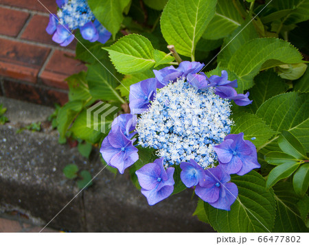 先始めの青アジサイ 66477802