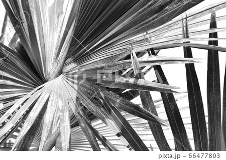 in the clear sky the branch of the palm 66477803