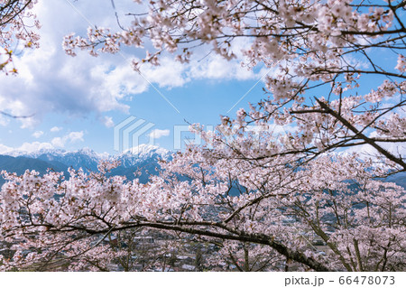 桜と北アルプス【大町公園・大町山岳博物館より撮影】 66478073
