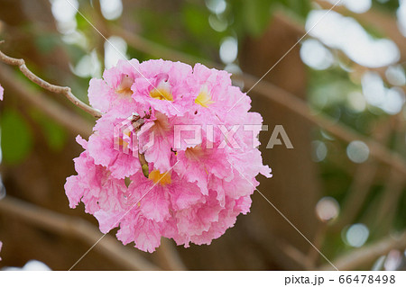 one blooming of Pink trumpet tree with soft blur background	 66478498