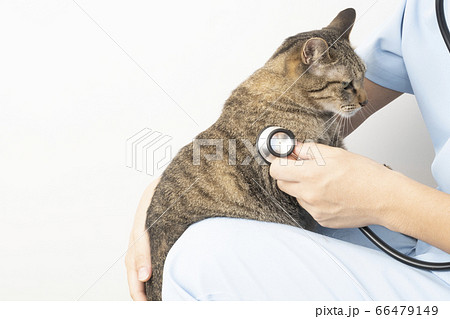 猫を膝に乗せて聴診器をあてる獣医師の手元 66479149