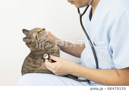 猫を膝に乗せて聴診器をあてる獣医師の手元 猫を膝に乗せて聴診器をあてる獣医師の手元 66479150
