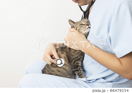 猫を膝に乗せて聴診器をあてる獣医師の手元 66479154