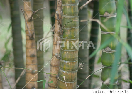 31 March 2007 the Bamboo of forest,Natural back 31 March 2007 the Bamboo of forest,Natural back 66479312