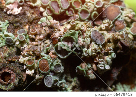 Colorful lichens, greyish brown lichen (Physcia stellaris) growing on a branch of tree Colorful lichens, greyish brown lichen (Physcia stellaris) growing on a branch of tree 66479418