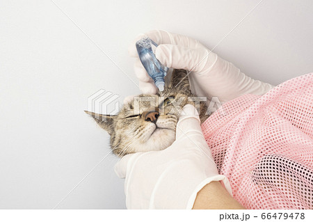 猫に目薬をさす獣医の手元の写真素材