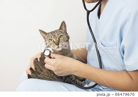 猫を膝に乗せて聴診器をあてる獣医師の手元 猫を膝に乗せて聴診器をあてる獣医師の手元 66479670