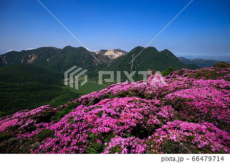 《大分県 九重連山》 平治岳のミヤマキリシマと坊がつると三股山 66479714