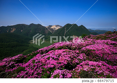 《大分県 九重連山》 平治岳のミヤマキリシマと坊がつると三股山 《大分県 九重連山》 平治岳のミヤマキリシマと坊がつると三股山 66479715
