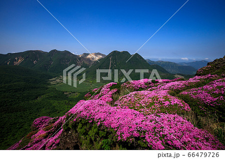 《大分県 九重連山》 平治岳のミヤマキリシマと坊がつると三股山 66479726