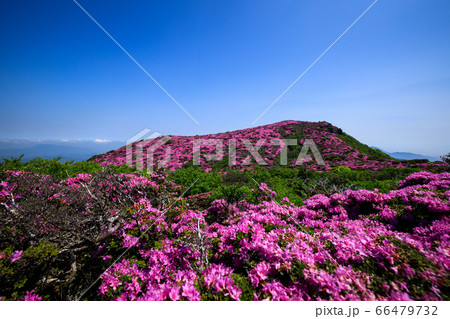 《大分県 九重連山》 平治岳山頂方面のミヤマキリシマ 《大分県 九重連山》 平治岳山頂方面のミヤマキリシマ 66479732