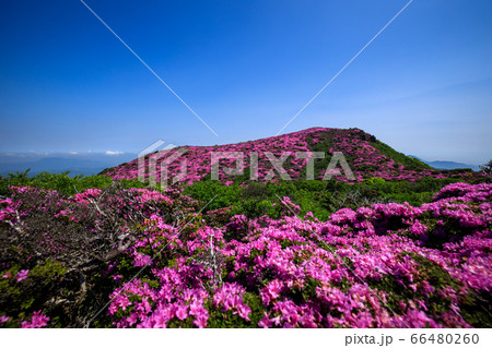 《大分県 九重連山》 平治岳山頂部のミヤマキリシマ 66480260