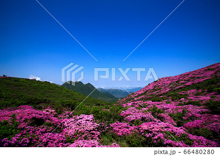《大分県 九重連山》 平治岳山頂部のミヤマキリシマと三股山 《大分県 九重連山》 平治岳山頂部のミヤマキリシマと三股山 66480280