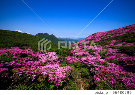 《大分県 九重連山》 平治岳山頂部のミヤマキリシマと三股山 66480299