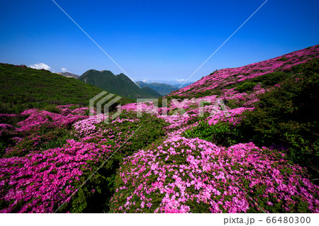 《大分県 九重連山》 平治岳山頂部のミヤマキリシマと三股山 66480300