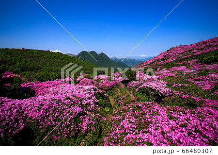《大分県 九重連山》 平治岳山頂部のミヤマキリシマと三股山 66480307